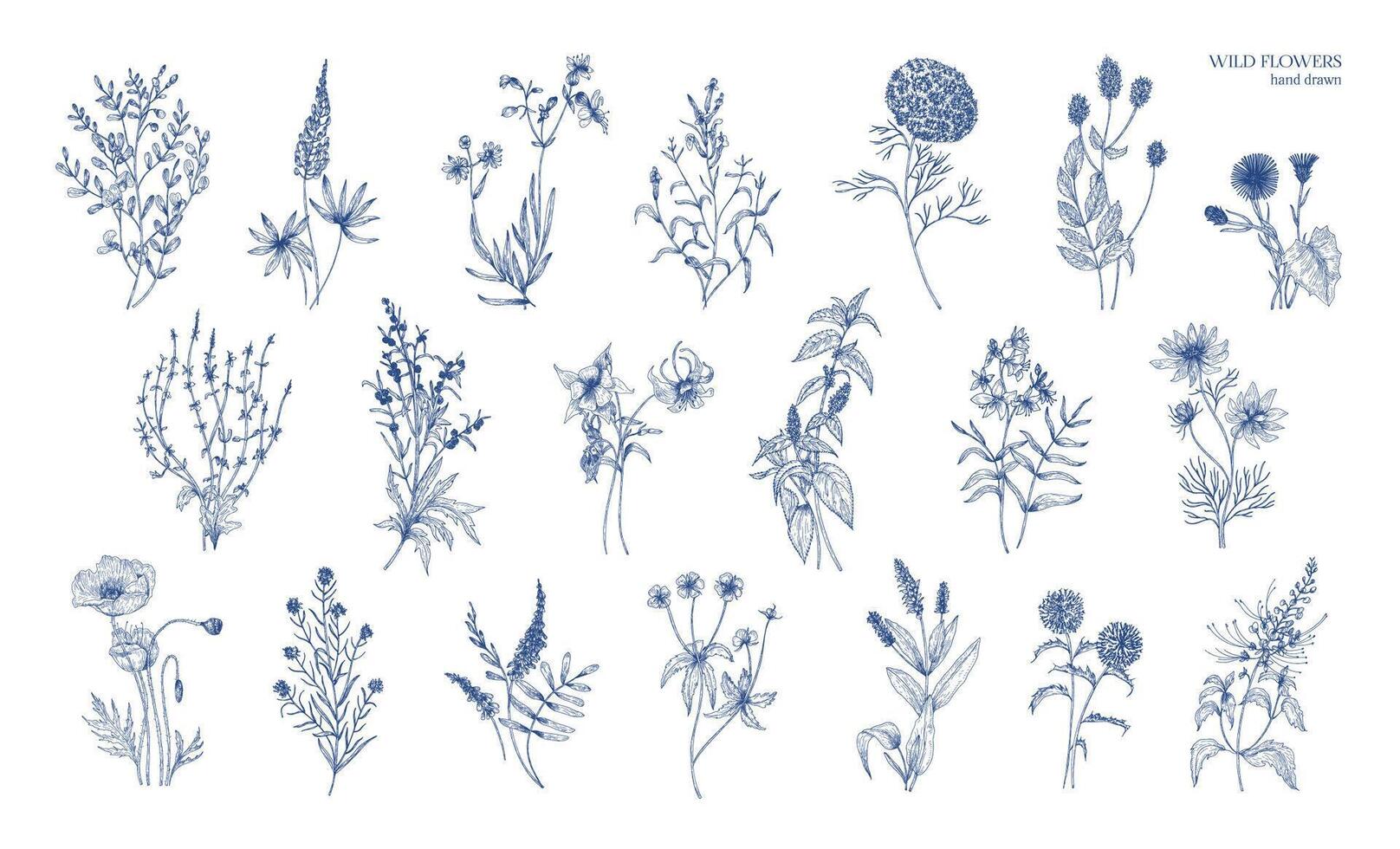 collection de réaliste détaillé botanique dessins de sauvage Prairie herbes, herbacé floraison végétaux, magnifique épanouissement fleurs isolé sur blanc Contexte. main tiré ancien illustration. vecteur