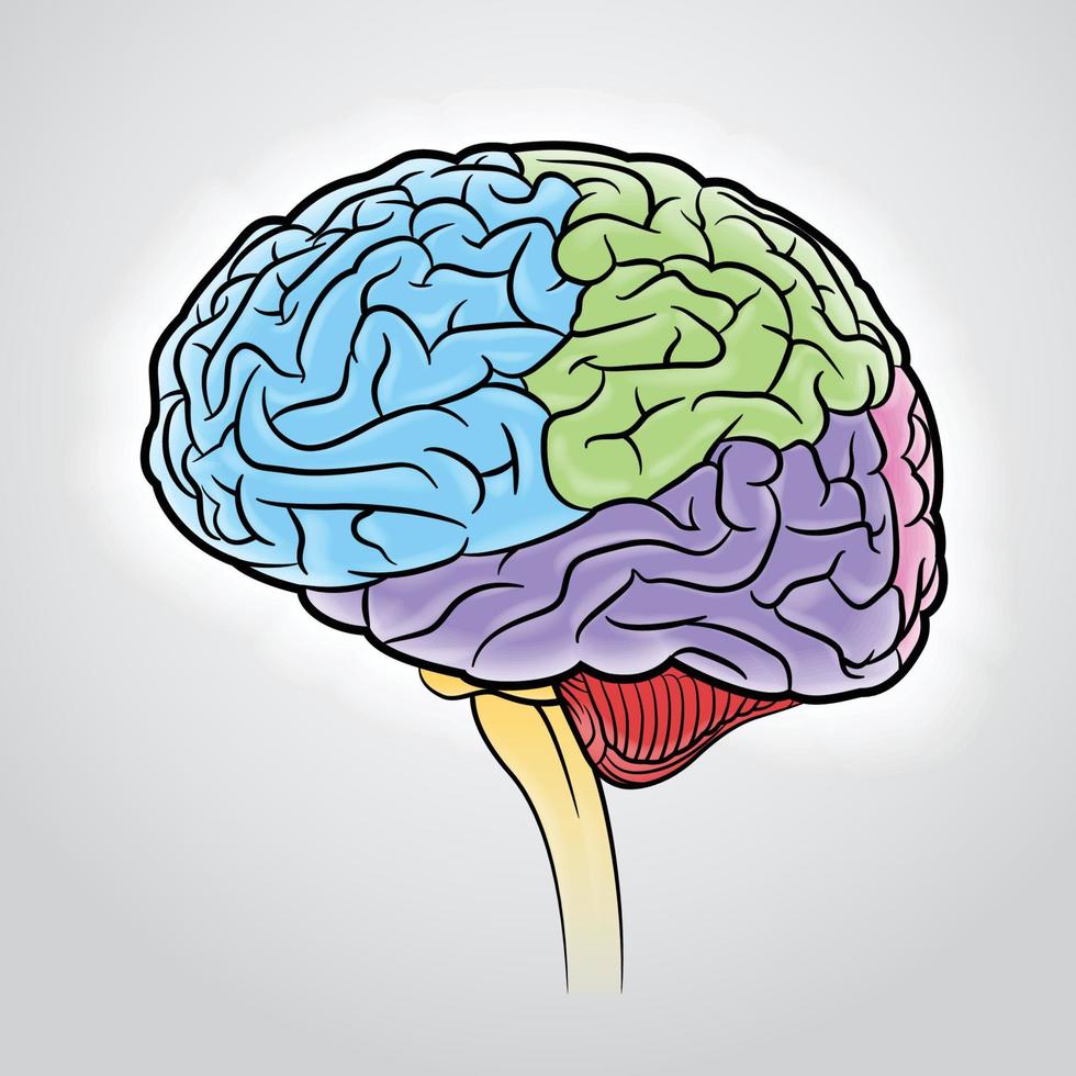 des coups de cerveau qui divisent différentes parties avec des couleurs différentes. vecteur