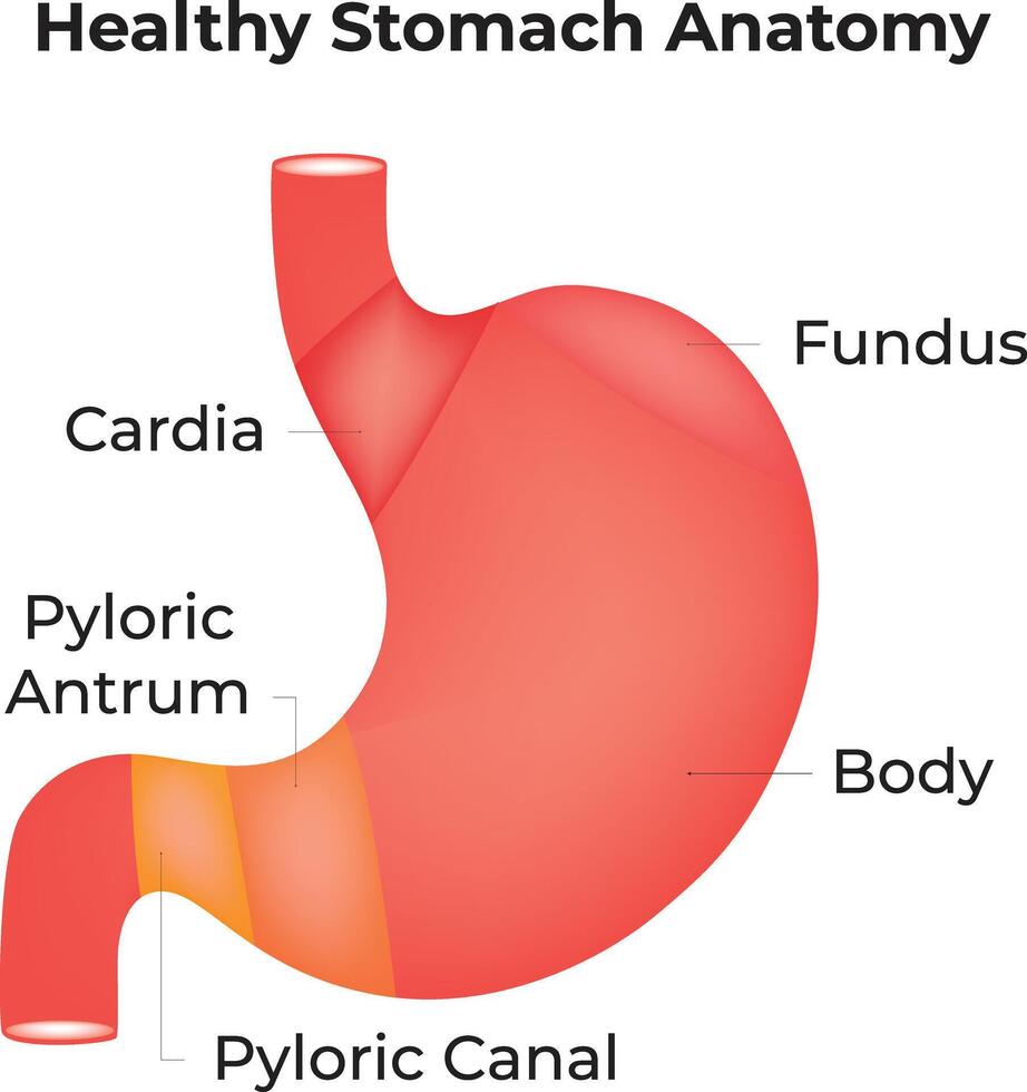 en bonne santé estomac anatomie science conception vecteur