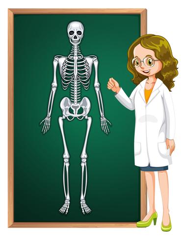 Docteur et squelette humain à bord vecteur