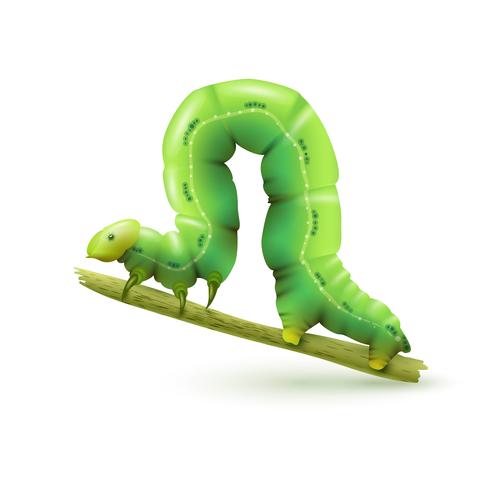 Caterpillar réaliste isolé vecteur