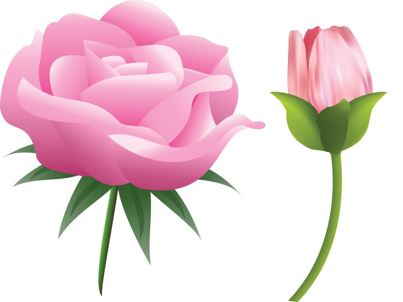 solated rose Rose - illustration vecteur