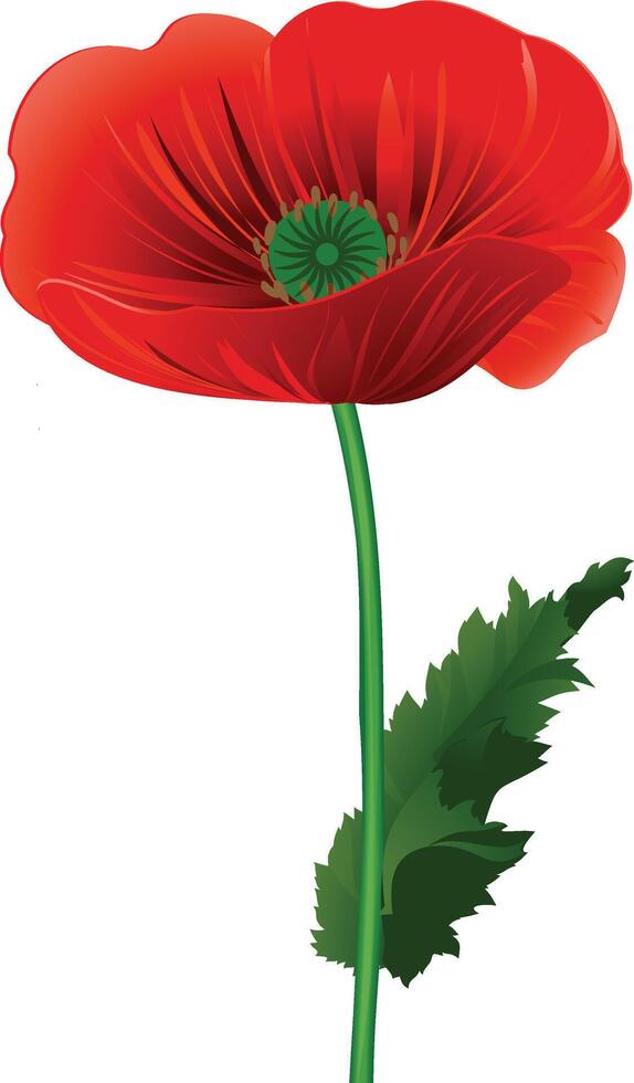 réaliste rouge coquelicot fleur - isolé sur transparent blanc Contexte vecteur