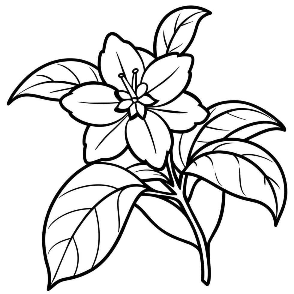 jasmin fleur contour illustration coloration livre page conception, jasmin fleur noir et blanc ligne art dessin coloration livre pages pour les enfants et adultes vecteur