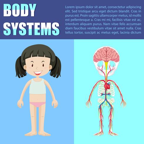Diagramme du système corporel de la fille vecteur