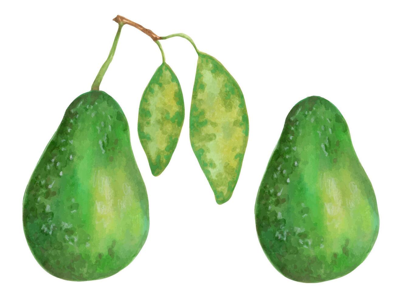 entier avocat fruit avec ou sans pour autant feuilles. biologique végétalien nourriture produit pour Naturel produit emballage, conception menu, web.marker illustration dans aquarelle style.vert fruit.isolé main art vecteur