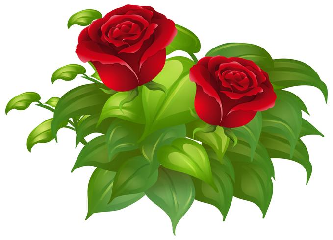 Deux roses rouges et feuilles vertes vecteur