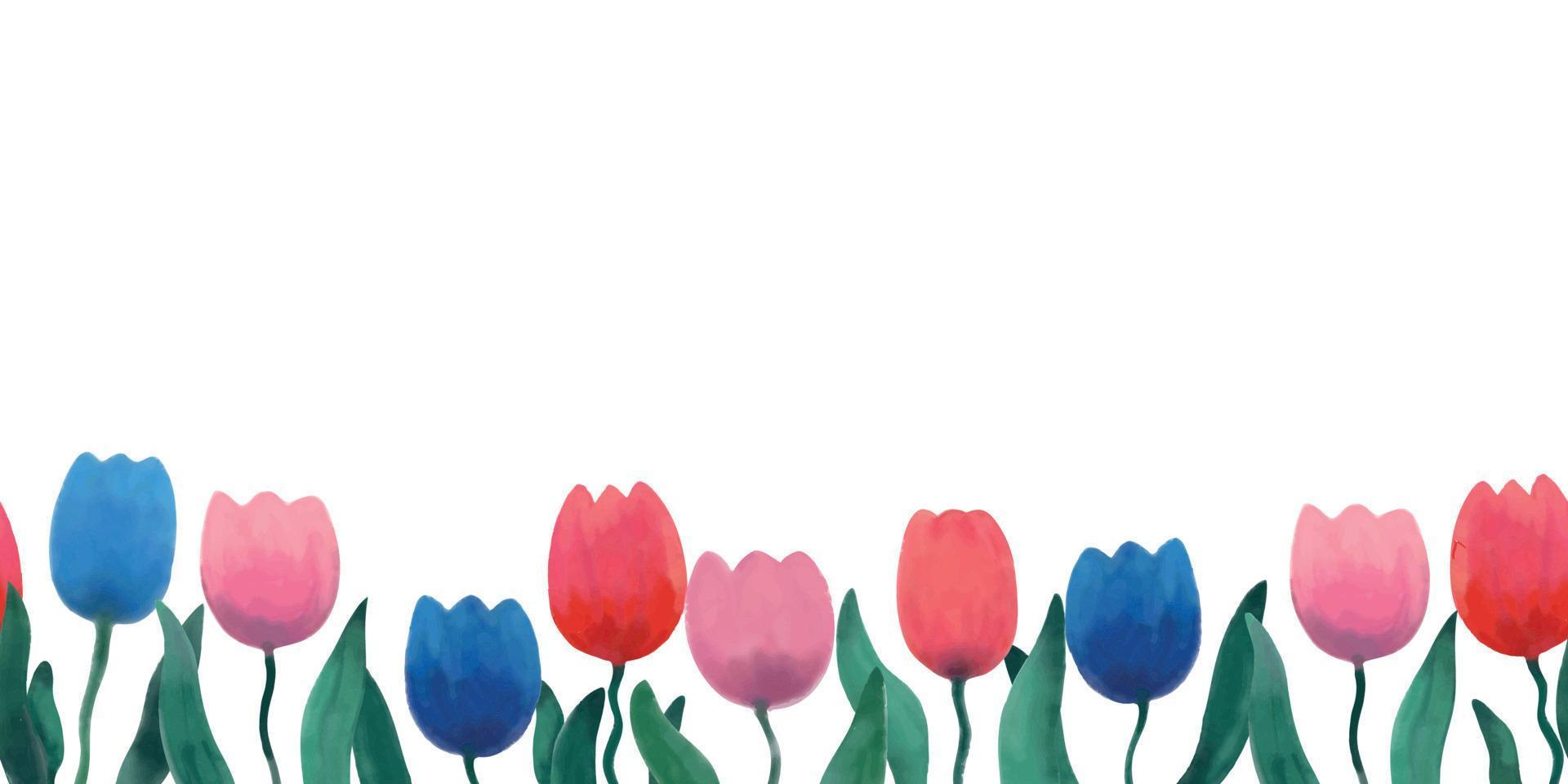 Vector illustration de frontière faite de tendres tulipes aquarelles colorées sur fond blanc