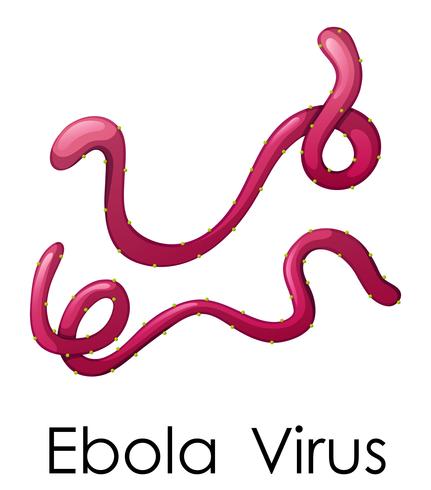 Wordcard pour le virus Ebola vecteur