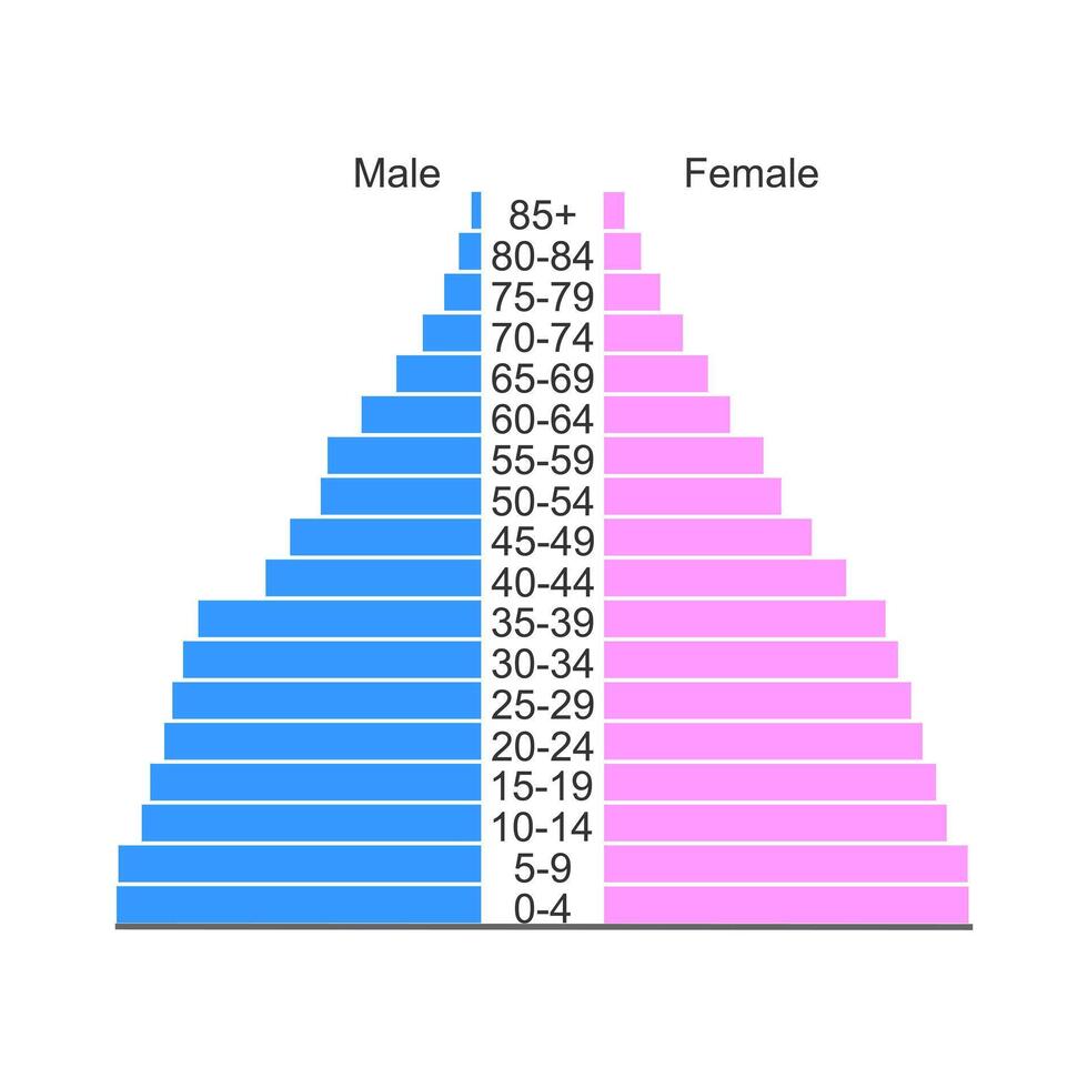 population pyramide ou âge structure diagramme modèle isolé sur blanc Contexte. exemple de population Distribution par Masculin et femelle groupes avec différent âge. vecteur