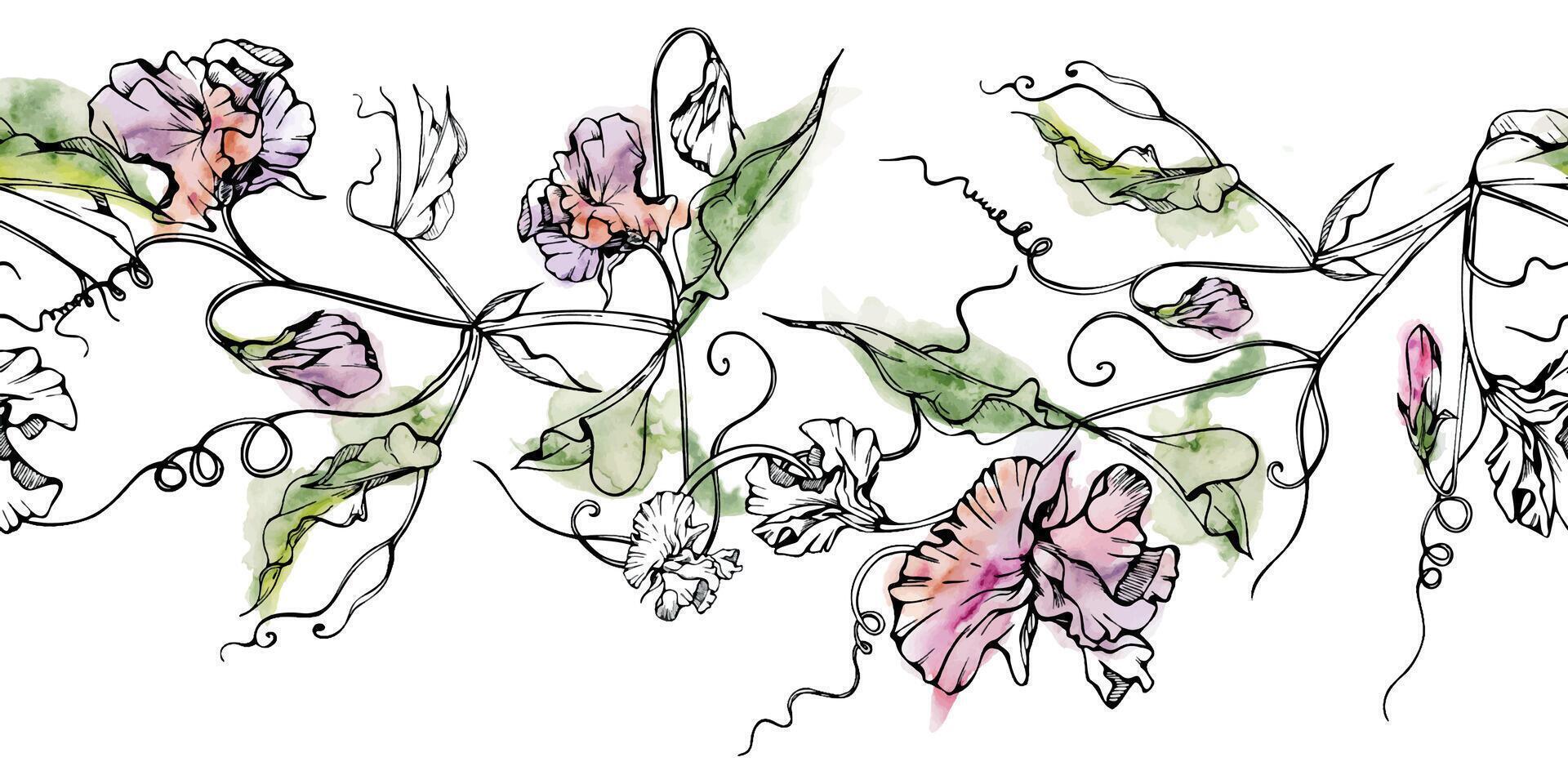 main tiré aquarelle encre illustration botanique fleurs feuilles. sucré éternel pois, vesce liseron légumineuse. sans couture bannière isolé sur blanc Contexte. conception mariage, l'amour cartes, floral magasin vecteur