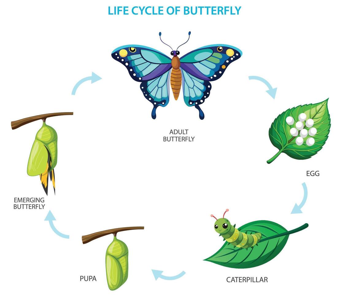 œuf, chenille, chrysalide, papillon, le élégant métamorphose se déroule vecteur