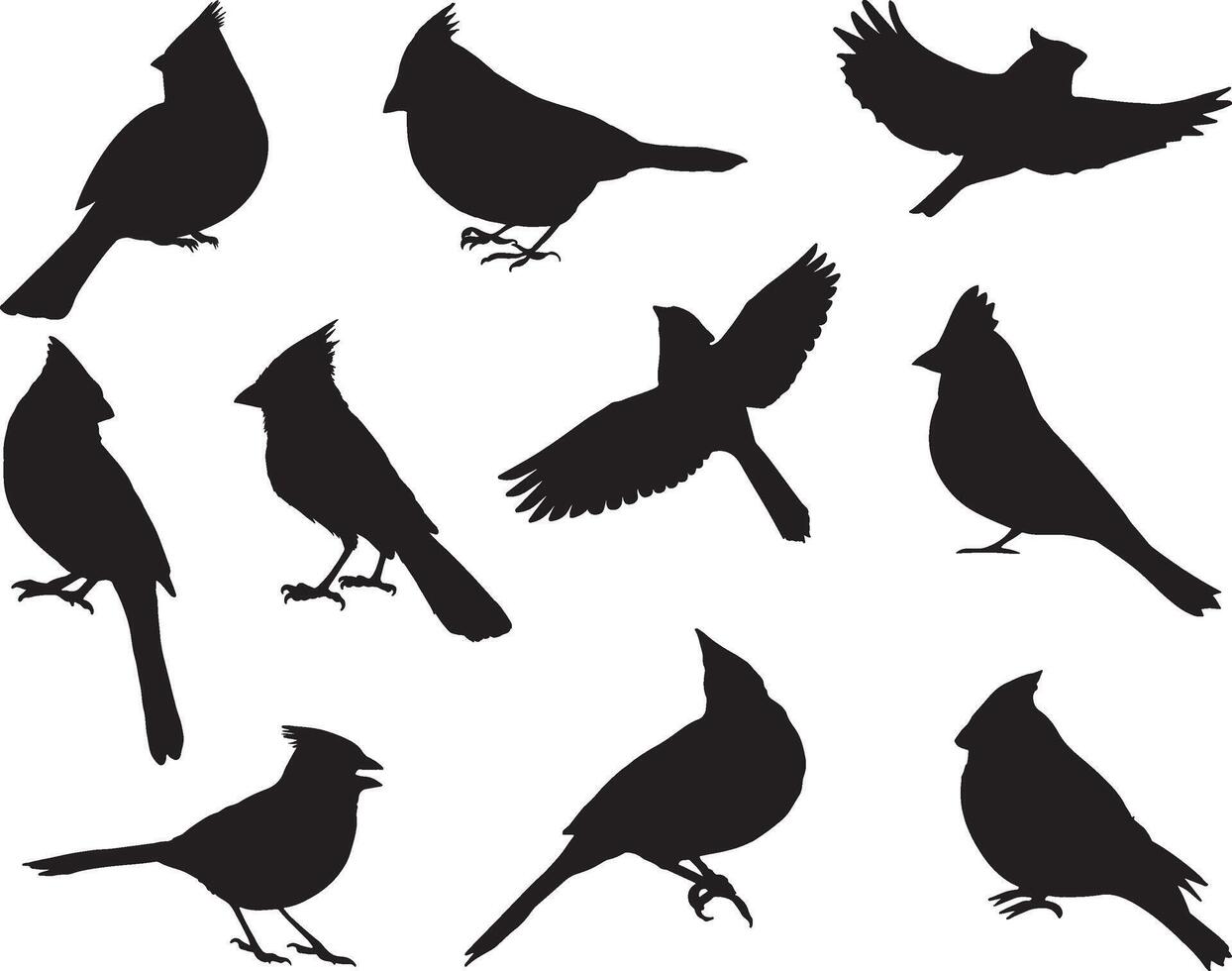 cardinal des oiseaux silhouette sur blanc Contexte vecteur