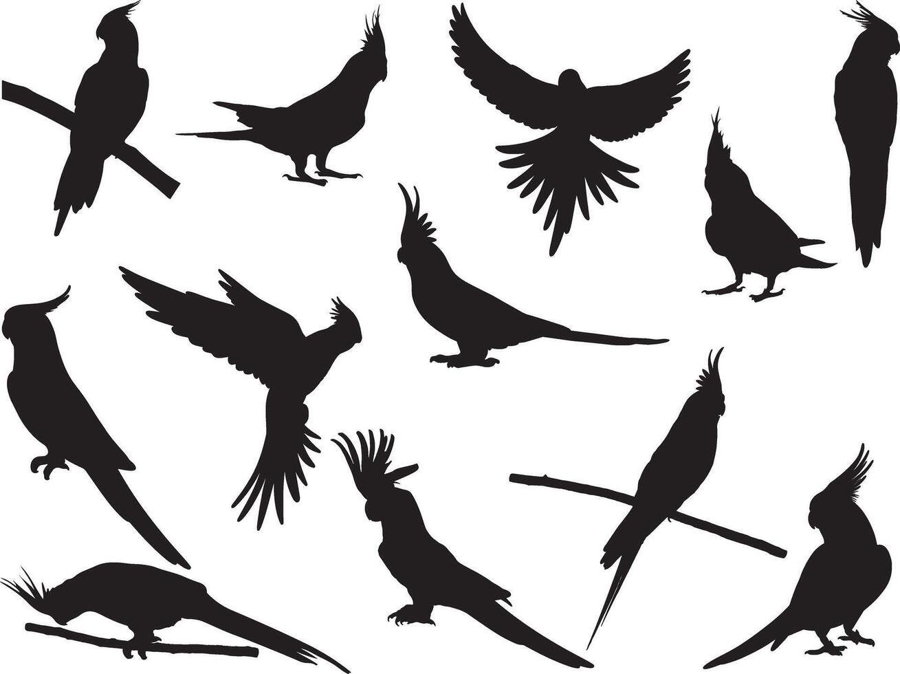 calopsitte des oiseaux silhouette sur blanc Contexte vecteur