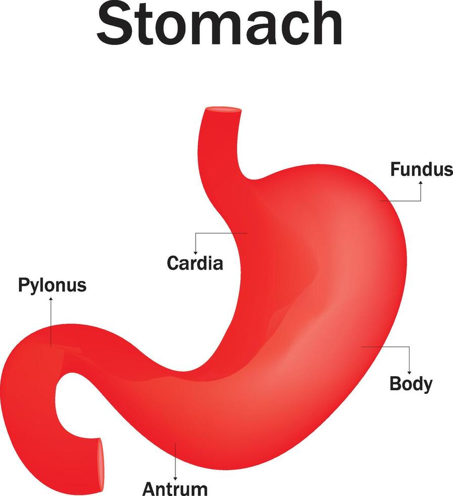 estomac structure illustration vecteur