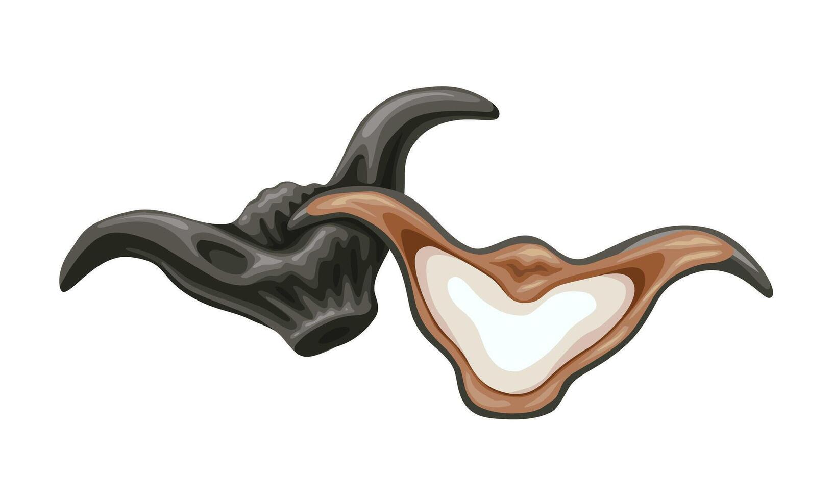 illustration, l'eau caltrop, aussi connu comme buffle noix, chauve souris noix, diable fruit, et lingue noix, isolé sur blanc Contexte. vecteur