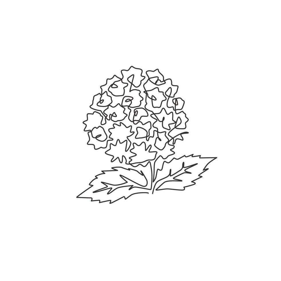 dessin au trait continu unique de la lantana fraîche de beauté pour le logo du jardin. concept de fleur de verveine d'arbuste décoratif pour l'impression d'affiche d'art de décoration murale à la maison. illustration vectorielle de conception à la mode une ligne vecteur