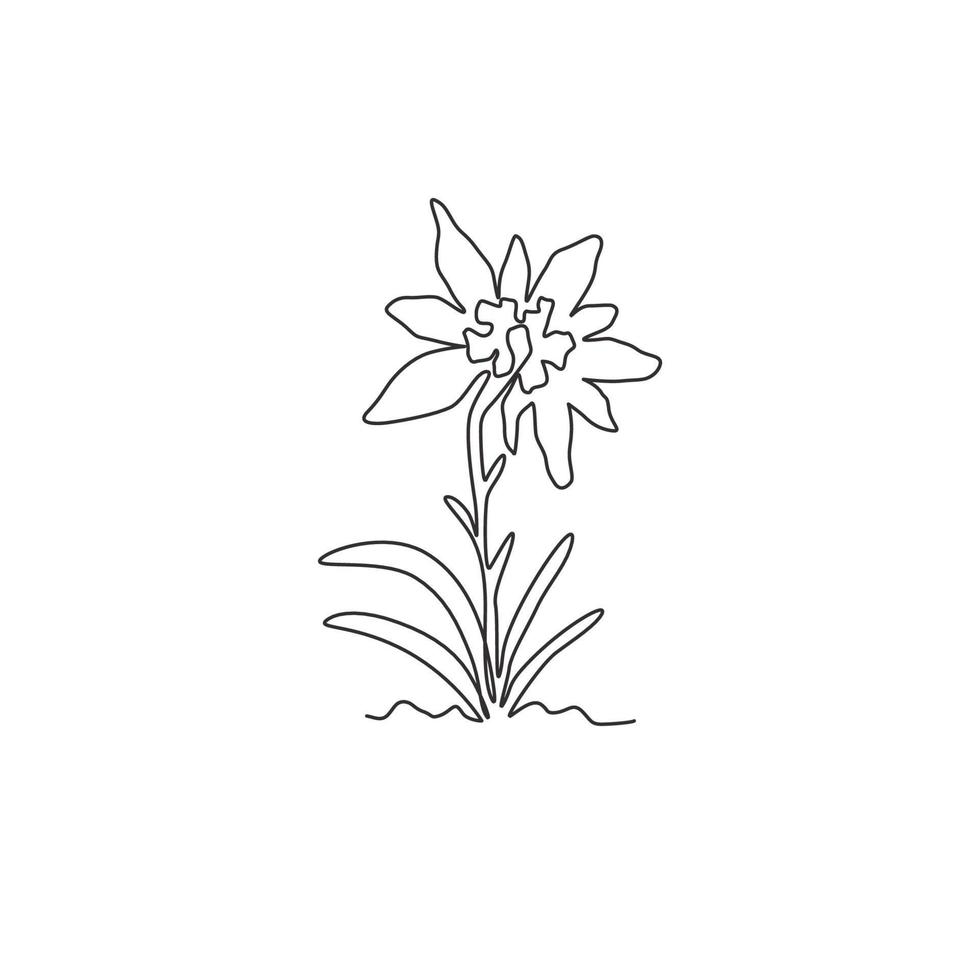 beauté de dessin d'une seule ligne et plante exotique de leontopodium de montagne. concept de fleur d'edelweiss décoratif pour l'impression d'affiches d'art mural de décoration intérieure. ligne continue moderne dessiner illustration vectorielle de conception vecteur