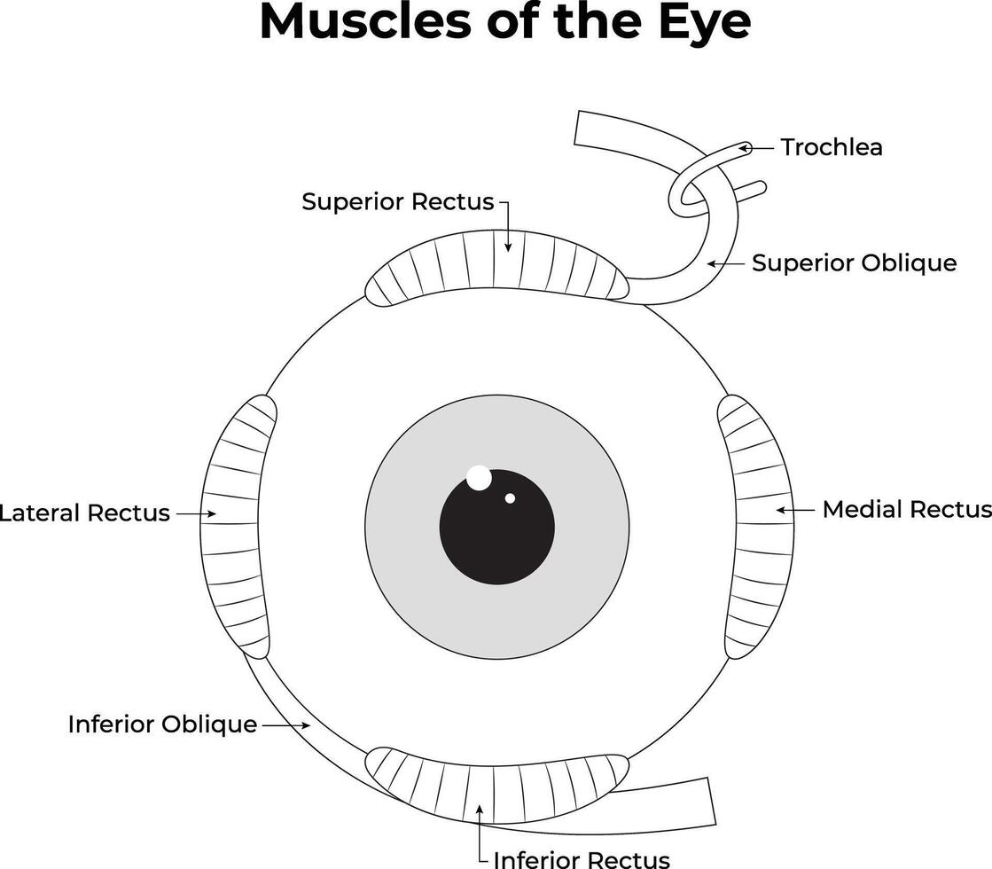 muscles de le œil science contour conception illustration diagramme vecteur