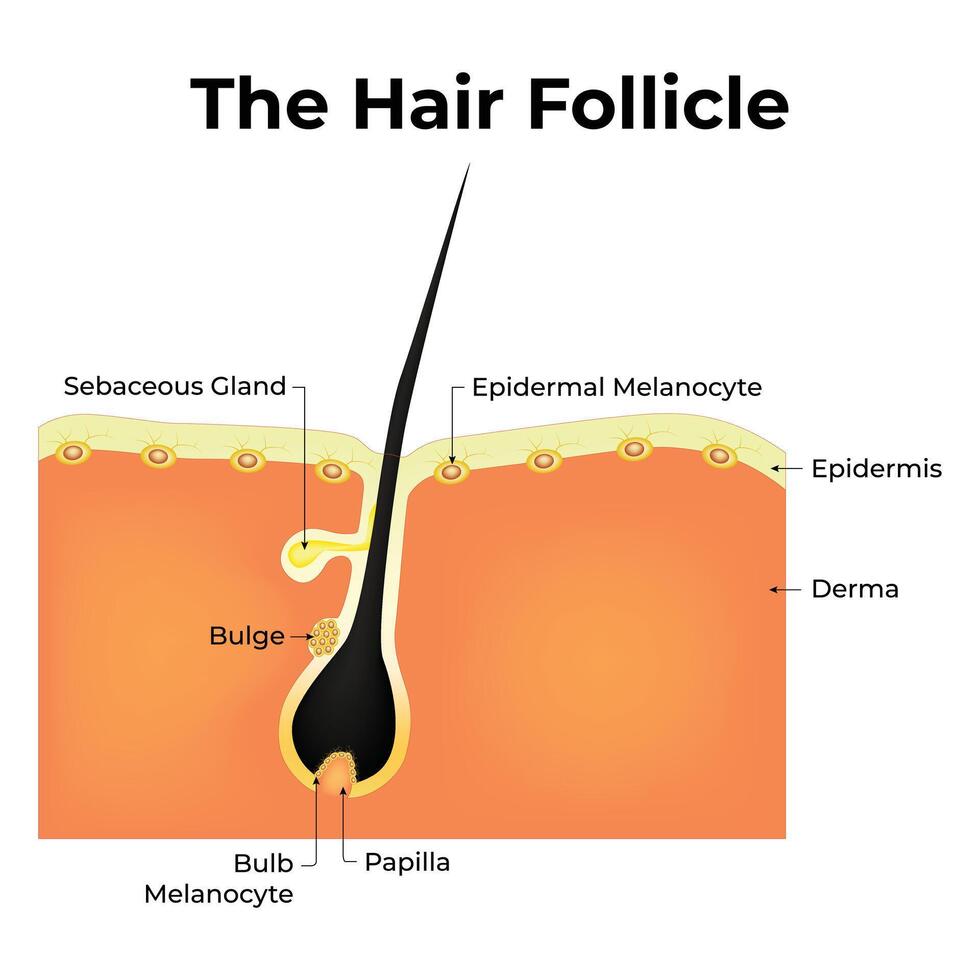 le cheveux follicule science conception illustration diagramme vecteur