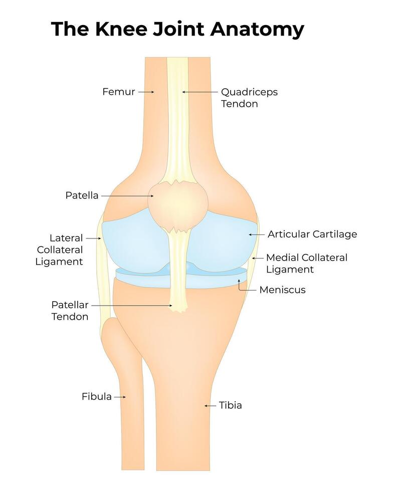 le le genou mixte anatomie science conception illustration diagramme vecteur