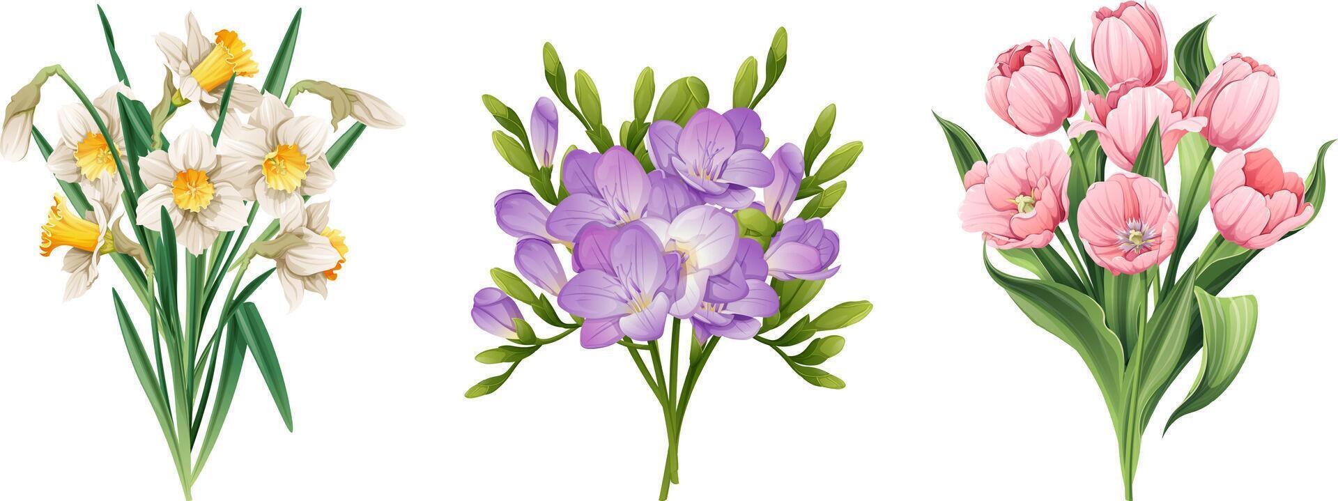 ensemble de printemps fleurs sur isolé Contexte. bouquet de jonquilles, tulipes, freesias pour décorer cartes, bannières, affiches, faire-part, etc. vecteur