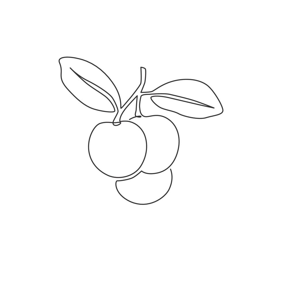 un dessin au trait continu de longane organique sain entier pour l'identité du logo du verger. concept de fruits frais pour l'icône de jardin fruitier. Illustration vectorielle de conception graphique moderne à une seule ligne vecteur