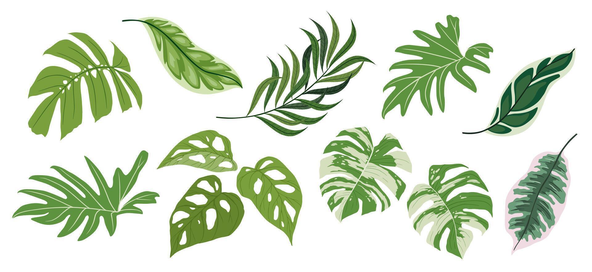 tropical feuilles collection isolé éléments sur le blanc Contexte vecteur