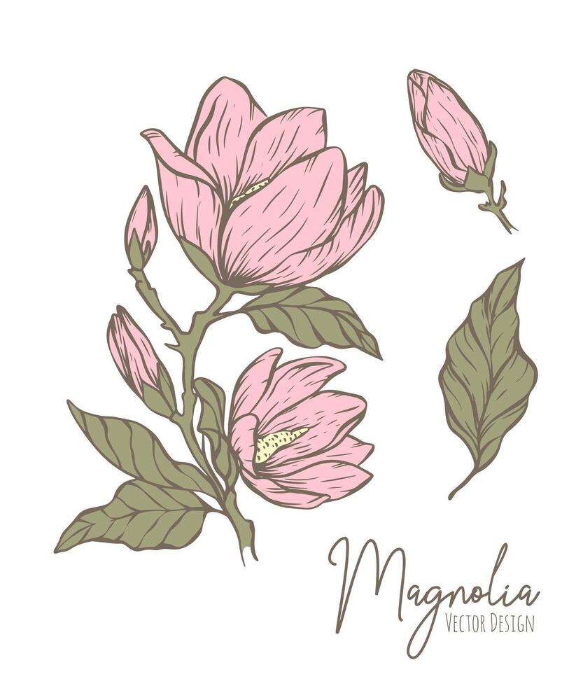 magnolia fleur ligne illustration. dessiné à la main contour contour de mariage herbe, élégant feuilles pour invitation enregistrer le Date carte. botanique branché verdure collection pour la toile, imprimer, affiches. vecteur