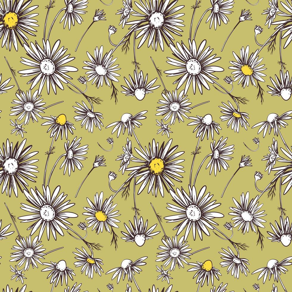 camomille illustration, sans couture modèle. Marguerite roue fleurs avec Jaune veines sur une vert Contexte. conception pour tissu, fond d'écran, emballage papier. vecteur