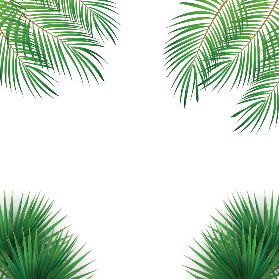 cadre naturaliste coloré de la feuille des libistones du chinois. palmier du sud vecteur