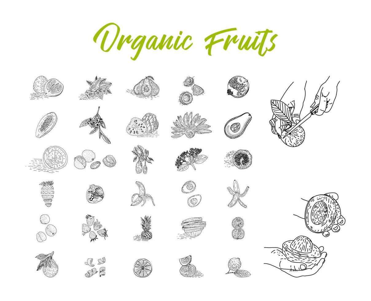 collection de fruits dans un style plat dessiné à la main, ensemble d'illustrations. vecteur