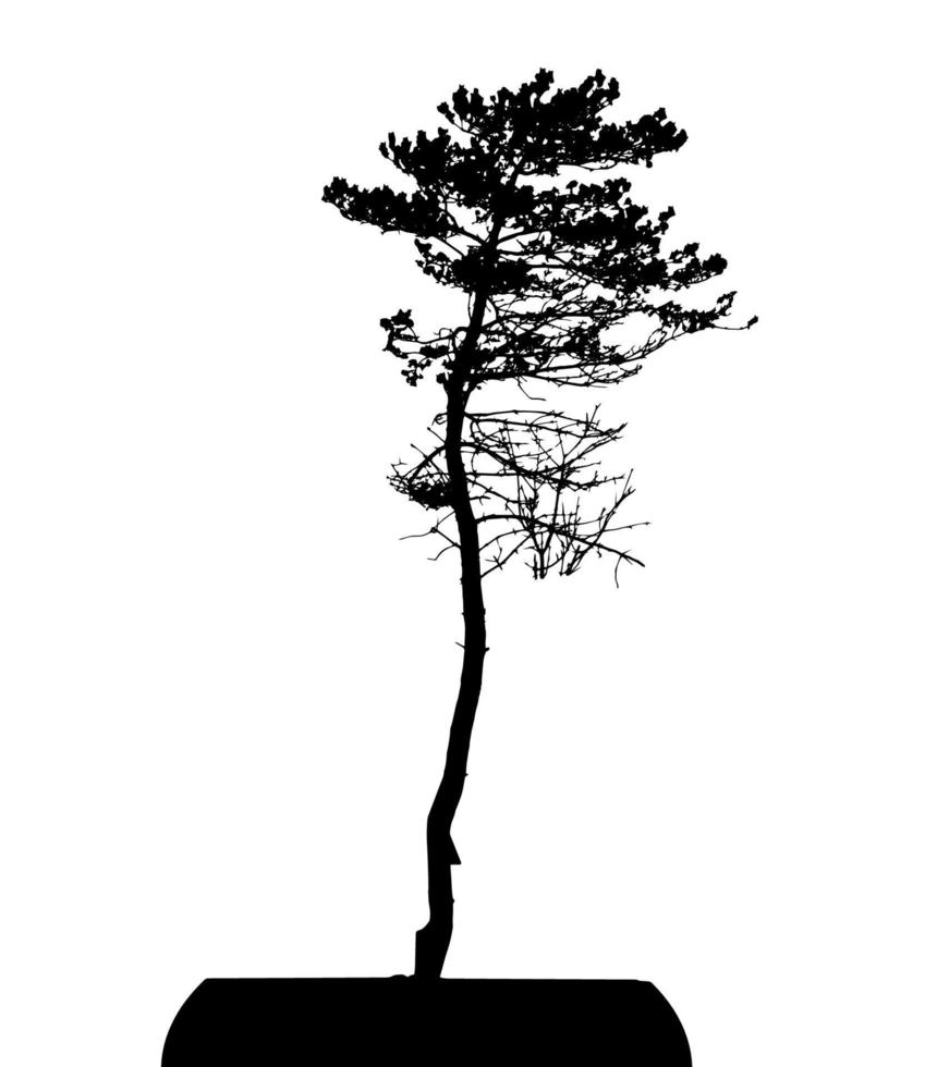 silhouette d'arbre isolé sur fond blanc. illustration vectorielle vecteur