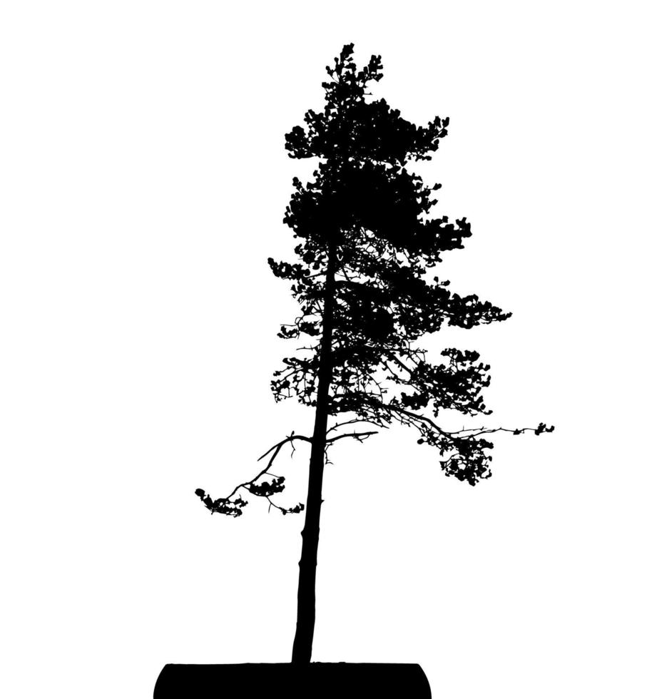 silhouette d'arbre isolé sur fond blanc. illustration vectorielle vecteur