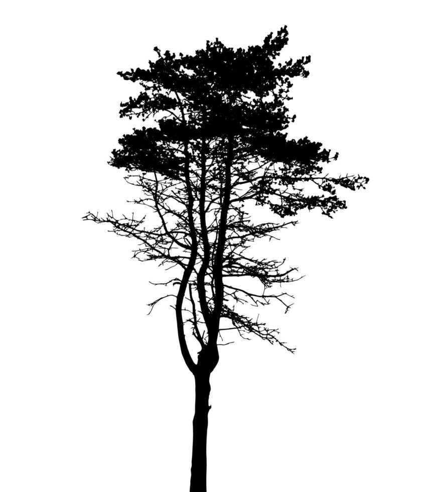 silhouette d'arbre isolé sur fond blanc. illustration vectorielle vecteur