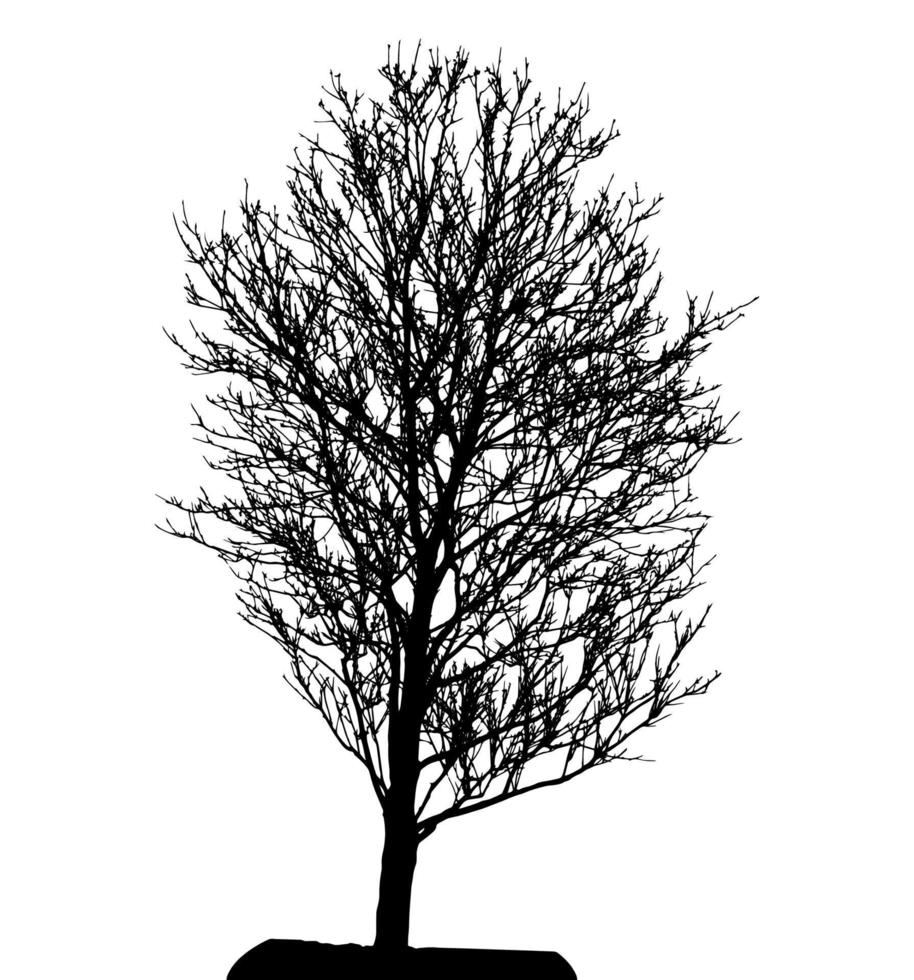 silhouette d'arbre isolé sur fond blanc. illustration vectorielle vecteur