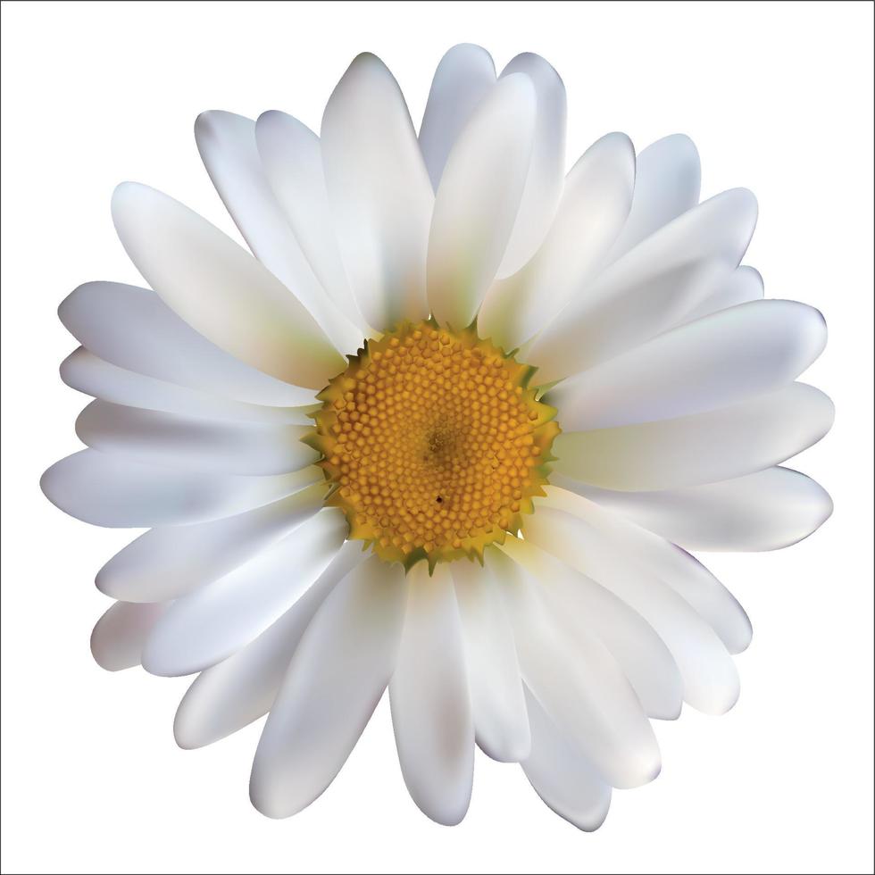 fleur de marguerite de camomille isolée sur fond blanc. illustration vectorielle réaliste vecteur