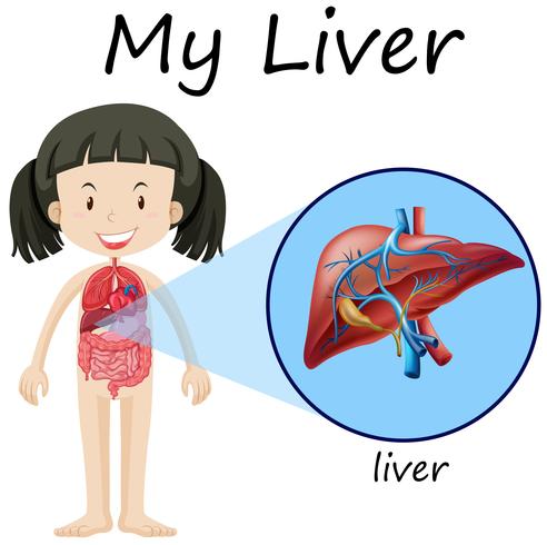 Diagramme d&#39;anatomie humaine avec fille et foie vecteur