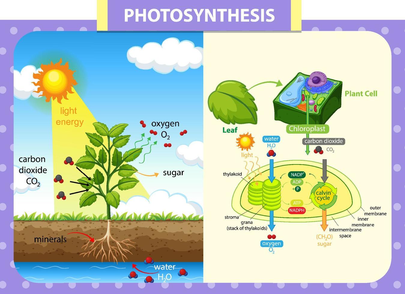 Diagramme montrant le processus de photosynthèse dans une plante vecteur