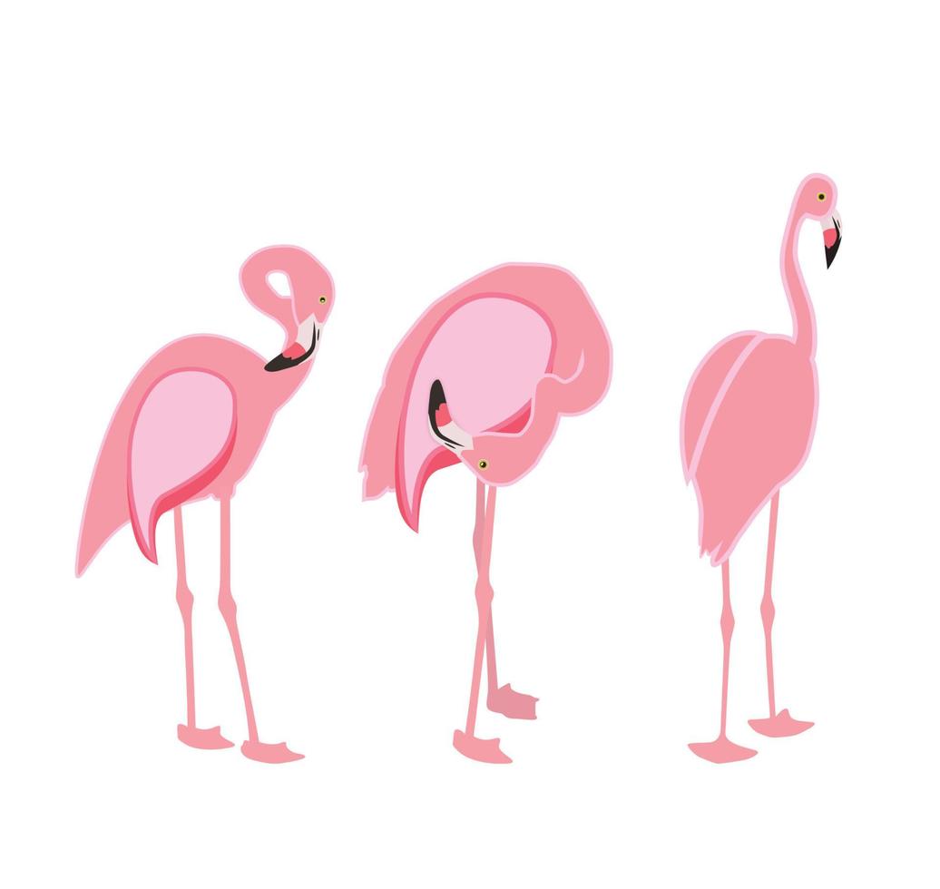 flamant rose coloré isolé sur fond blanc. illustration vectorielle. vecteur