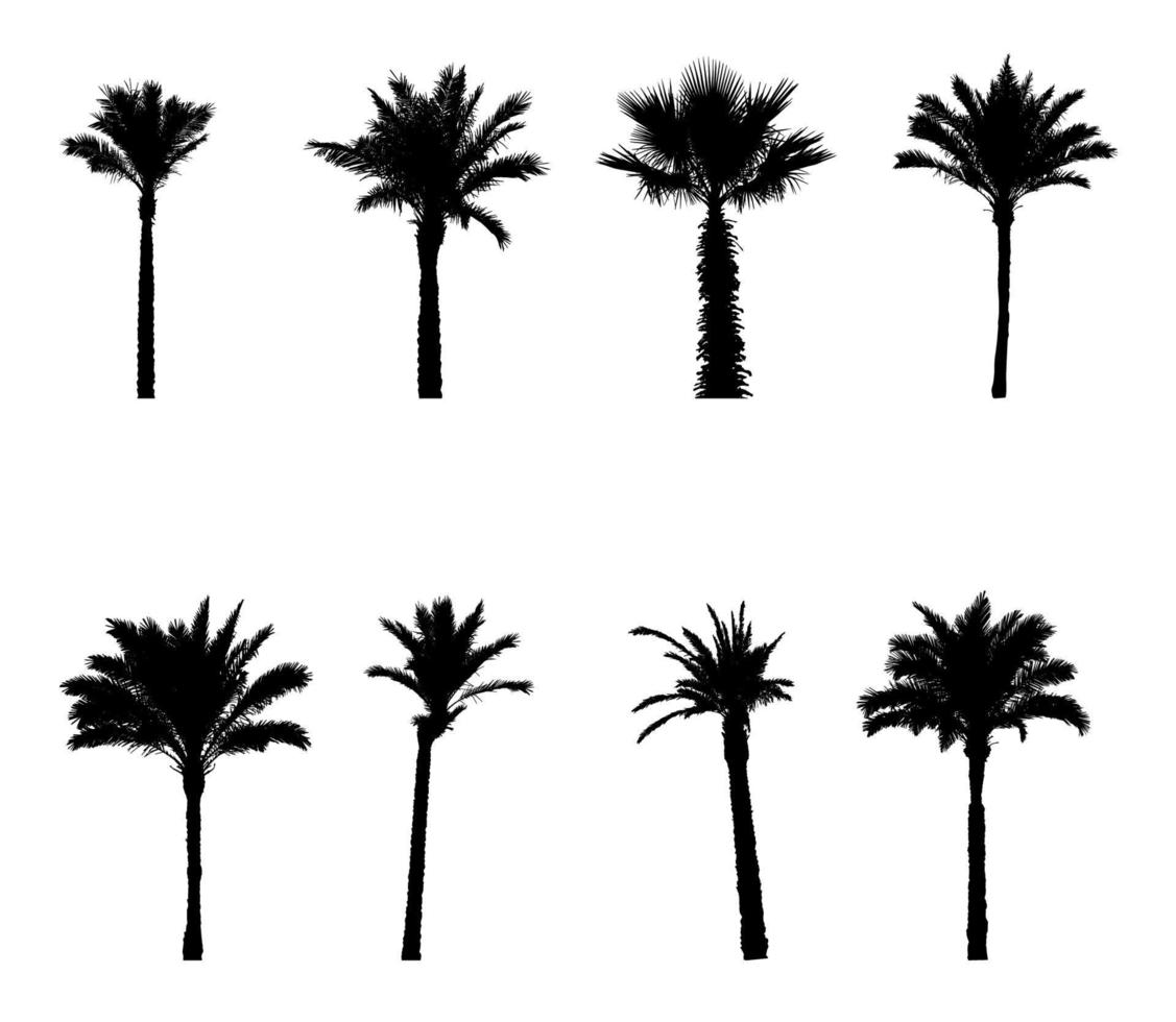 libistones silhouette noire et blanche de chinois, palmier du sud. illustration vectorielle. vecteur