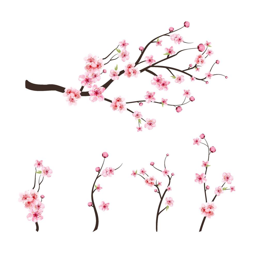 fond de fleur de sakura rose. sakura sur fond blanc. bourgeon de cerisier aquarelle. branche de fleur de cerisier avec fleur de sakura. vecteur de fleur de cerisier aquarelle. vecteur de floraison de fleur de cerisier.