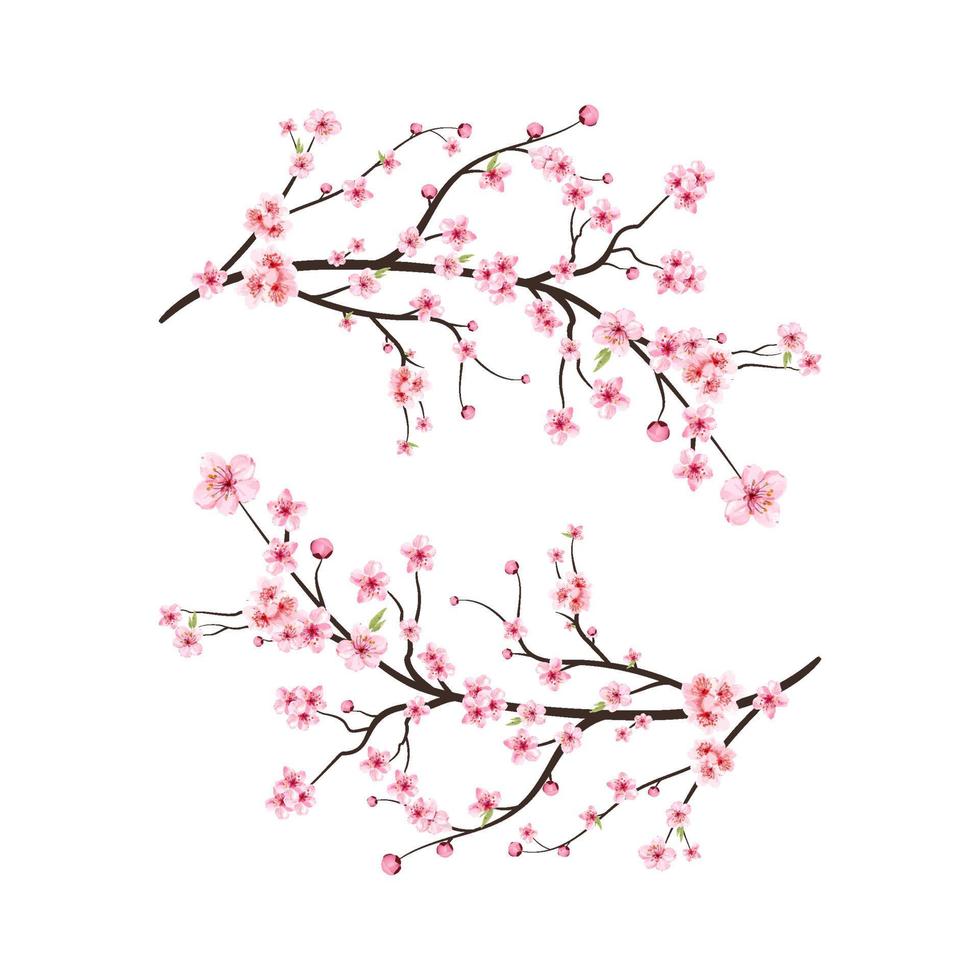 vecteur de fleur de cerisier aquarelle. fond de fleur de sakura rose. vecteur de floraison de fleur de cerisier. branche de fleur de cerisier avec fleur de sakura. sakura sur fond blanc. bourgeon de cerisier aquarelle.