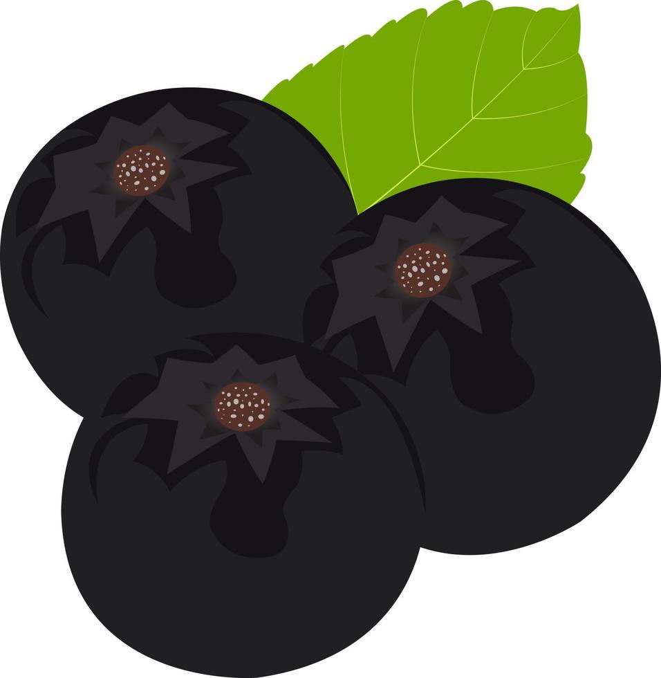 avantages pour la santé et la nutrition du jus de canneberge aronia melanocarpa jus de grenade illustrations vectorielles vecteur