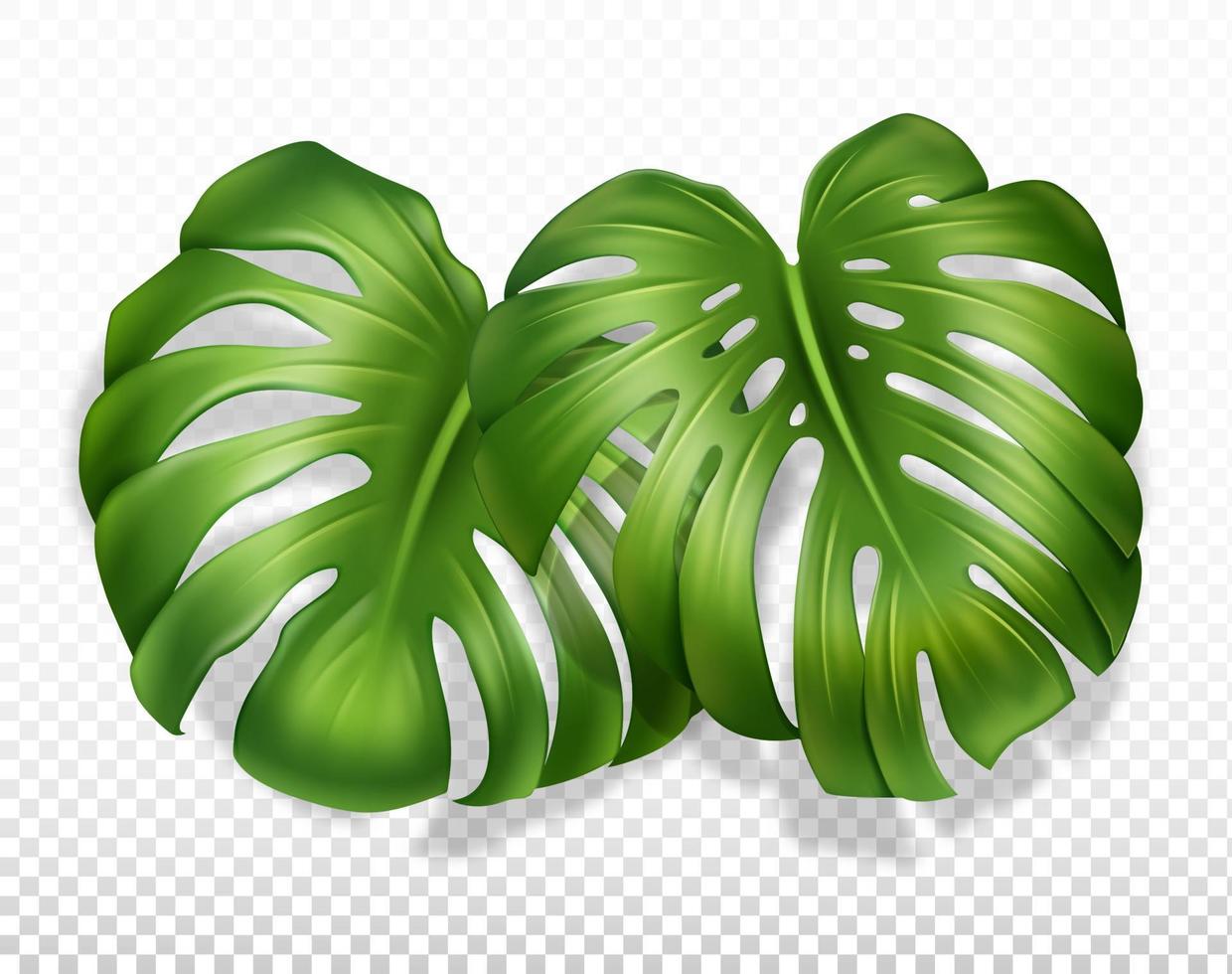 deux grandes feuilles de monstera avec une pousse. gros plan, illustration réaliste. isolé sur un fond transparent. vecteur. vecteur
