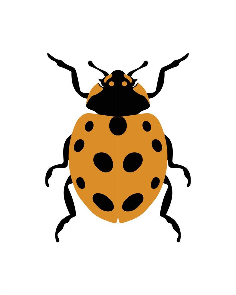 onze coccinelle tachetée. illustration vectorielle plane de bugs. insectes et concept de jardin animés dans un thème coloré. illustration de dessin animé de la nature isolée sur fond blanc. vecteur