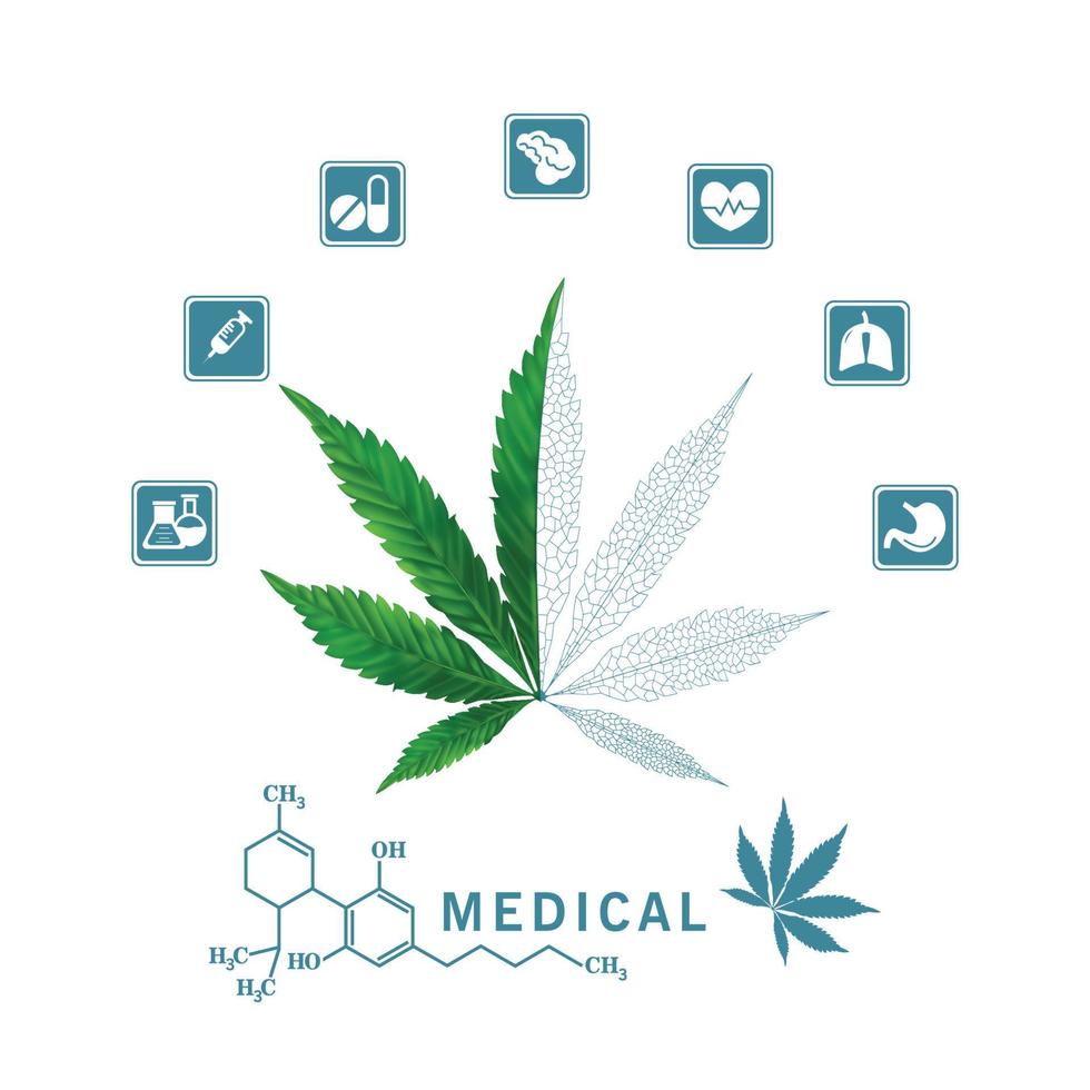 les feuilles vertes du cannabis médicinal sont extraites pour le traitement de nombreuses maladies. concept de marijuana médicale sur fond blanc, vecteur et illustration.