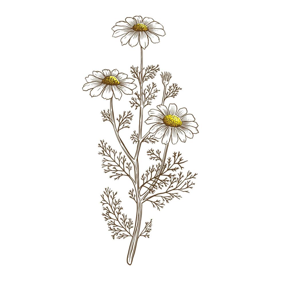fleurs de camomille dessinés à la main illustration vintage vecteur
