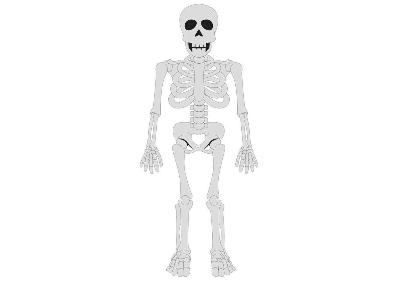anatomie du squelette humain. clipart squelette vecteur