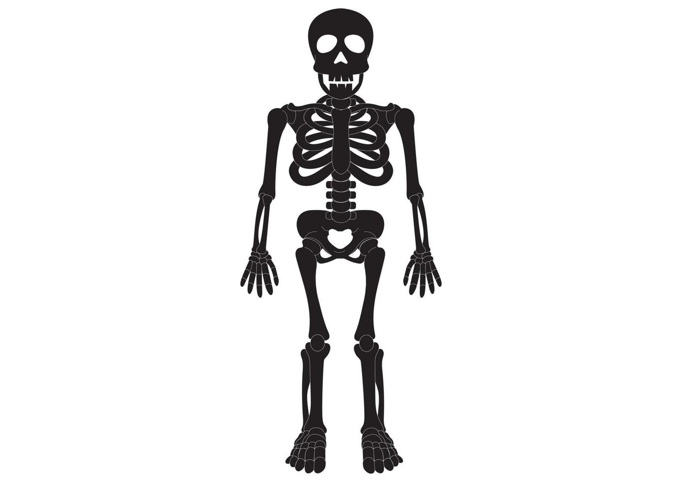 anatomie du squelette. squelette noir et blanc vecteur
